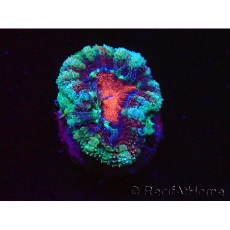 WYSIWYG Micromussa lordhowensis (ehemals Acanthastrea) 6F3