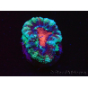 WYSIWYG Micromussa lordhowensis (ex Acanthastrea) 6F3