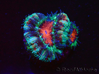 WYSIWYG Micromussa lordhowensis (ex Acanthastrea) 6F4