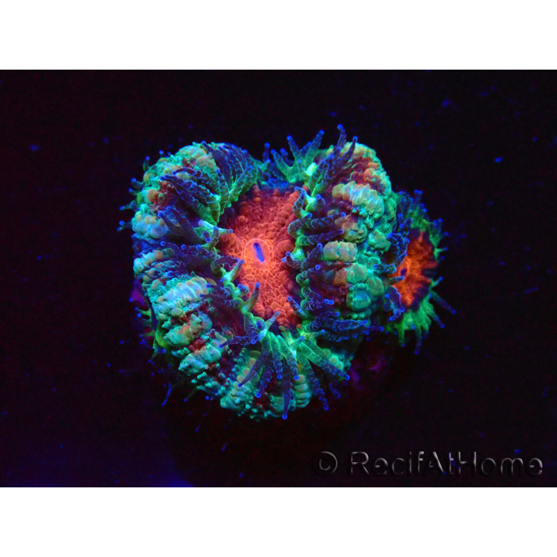 WYSIWYG Micromussa lordhowensis (ex Acanthastrea) 6F4