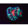WYSIWYG Micromussa lordhowensis (ex Acanthastrea) 6F4