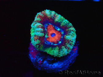 WYSIWYG Micromussa lordhowensis (formerly Acanthastrea) 6F5