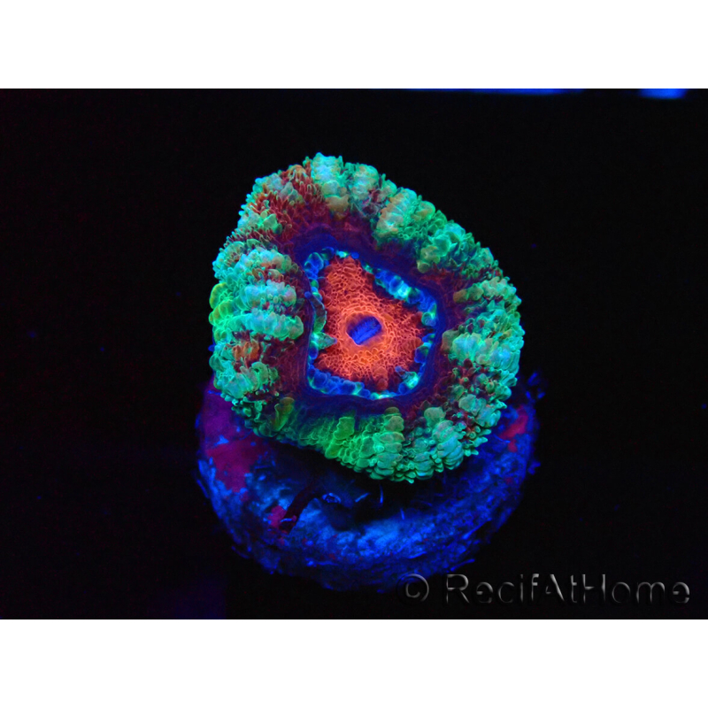 WYSIWYG Micromussa lordhowensis (ehemals Acanthastrea) 6F5