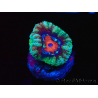 WYSIWYG Micromussa lordhowensis (ehemals Acanthastrea) 6F5