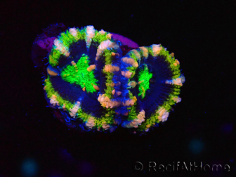 WYSIWYG Micromussa lordhowensis (ehemals Acanthastrea) 6F6