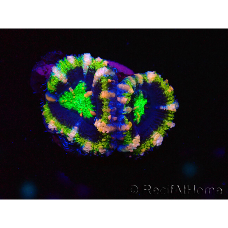 WYSIWYG Micromussa lordhowensis (ex Acanthastrea) 6F6