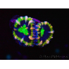 WYSIWYG Micromussa lordhowensis (ehemals Acanthastrea) 6F6