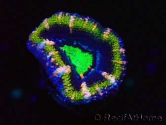 WYSIWYG Micromussa lordhowensis (ehemals Acanthastrea) 6F7