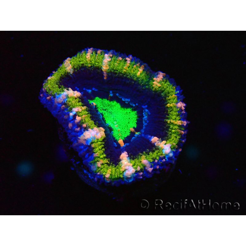 WYSIWYG Micromussa lordhowensis (antes Acanthastrea) 6F7