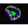 WYSIWYG Micromussa lordhowensis (ex Acanthastrea) 6F7