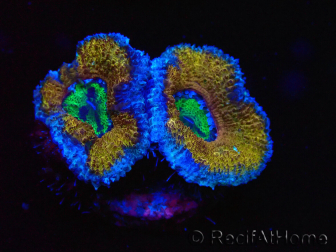 WYSIWYG Micromussa lordhowensis (ex Acanthastrea) 6G2