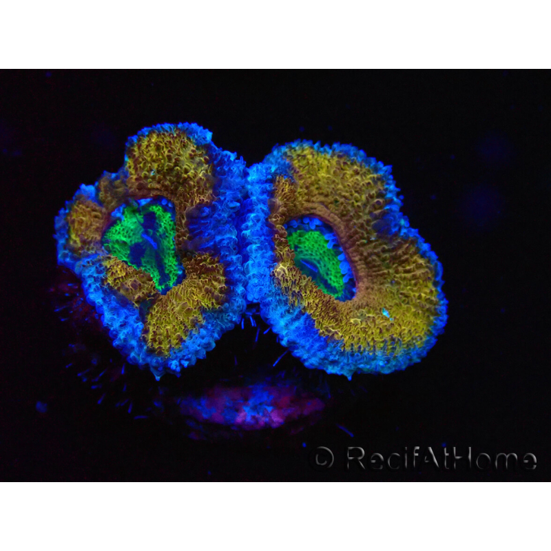 WYSIWYG Micromussa lordhowensis (ex Acanthastrea) 6G2