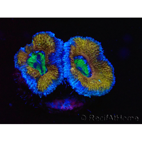 WYSIWYG Micromussa lordhowensis (ex Acanthastrea) 6G2