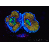 WYSIWYG Micromussa lordhowensis (formerly Acanthastrea) 6G2