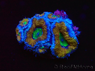 WYSIWYG Micromussa lordhowensis (formerly Acanthastrea) 6G3