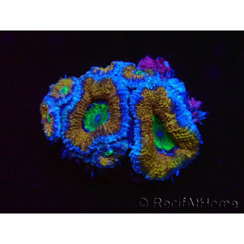 WYSIWYG Micromussa lordhowensis (ex Acanthastrea) 6G3