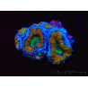 WYSIWYG Micromussa lordhowensis (anteriormente Acanthastrea) 6G3