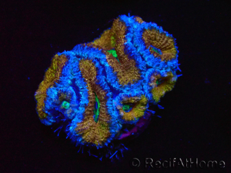 WYSIWYG Micromussa lordhowensis (ex Acanthastrea) 6G4