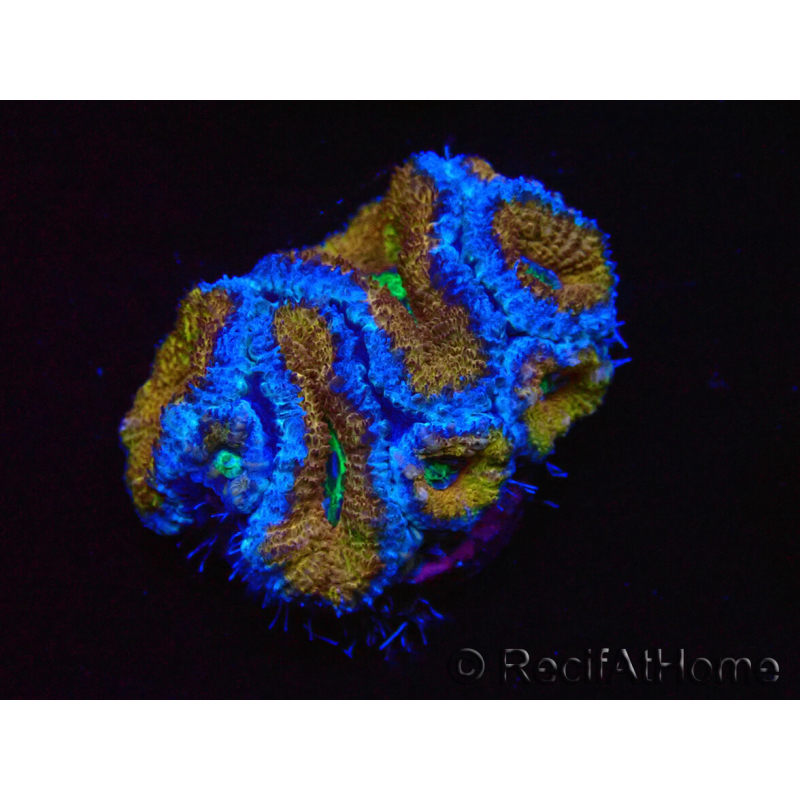 WYSIWYG Micromussa lordhowensis (ehemals Acanthastrea) 6G4