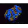 WYSIWYG Micromussa lordhowensis (ehemals Acanthastrea) 6G4