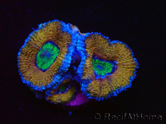WYSIWYG Micromussa lordhowensis (ehemals Acanthastrea) 6G5