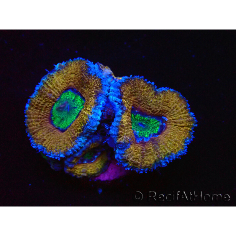 WYSIWYG Micromussa lordhowensis (ex Acanthastrea) 6G5