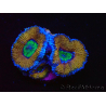 WYSIWYG Micromussa lordhowensis (ex Acanthastrea) 6G5