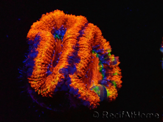 WYSIWYG Micromussa lordhowensis (ex Acanthastrea) 6G6