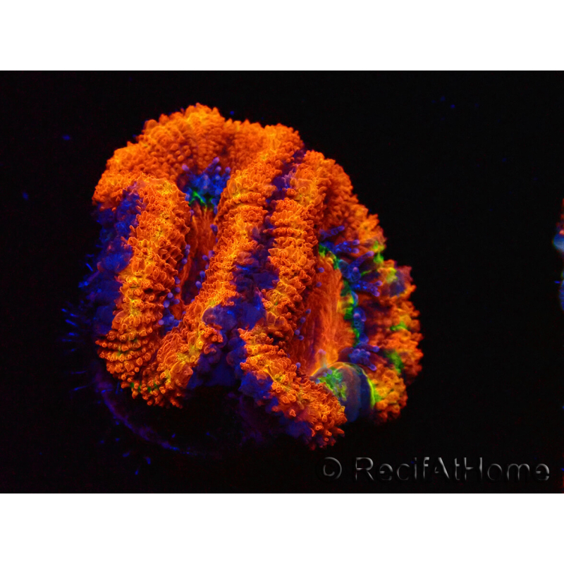 WYSIWYG Micromussa lordhowensis (ehemals Acanthastrea) 6G6