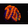 WYSIWYG Micromussa lordhowensis (formerly Acanthastrea) 6G6