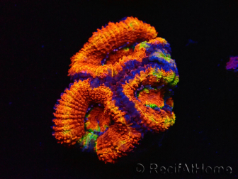 WYSIWYG Micromussa lordhowensis (ehemals Acanthastrea) 6G7