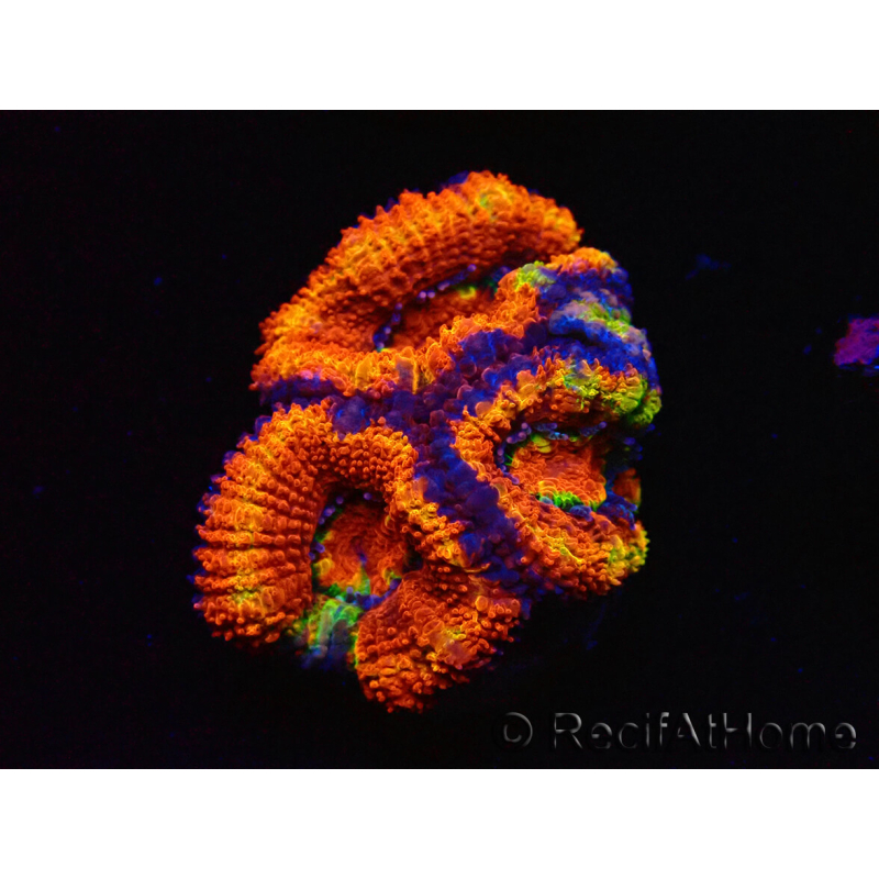 WYSIWYG Micromussa lordhowensis (ehemals Acanthastrea) 6G7