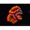 WYSIWYG Micromussa lordhowensis (ex Acanthastrea) 6G7