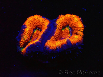 WYSIWYG Micromussa lordhowensis (antes Acanthastrea) 6G8