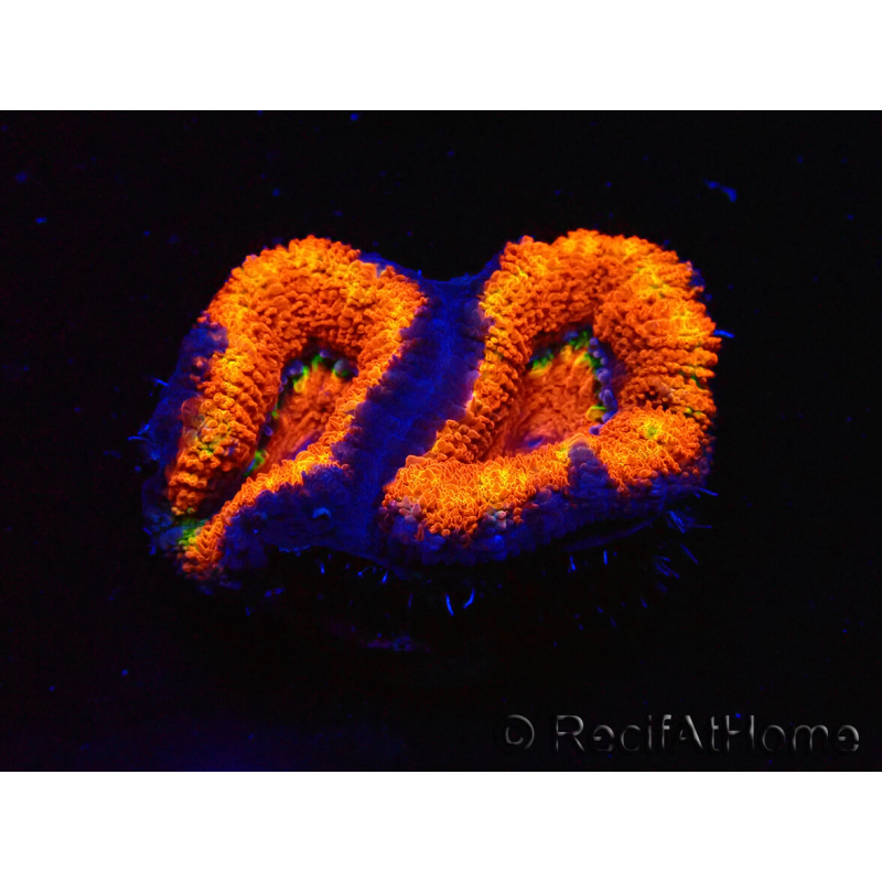 WYSIWYG Micromussa lordhowensis (formerly Acanthastrea) 6G8