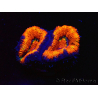 WYSIWYG Micromussa lordhowensis (antes Acanthastrea) 6G8