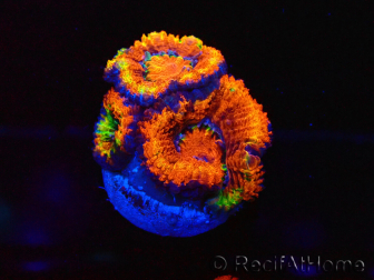 WYSIWYG Micromussa lordhowensis (formerly Acanthastrea) 6K