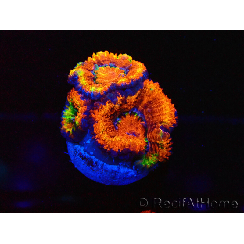 WYSIWYG Micromussa lordhowensis (ex Acanthastrea) 6G9