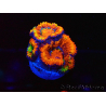 WYSIWYG Micromussa lordhowensis (ex Acanthastrea) 6G9