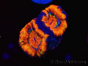 WYSIWYG Micromussa lordhowensis (ex Acanthastrea) 6K