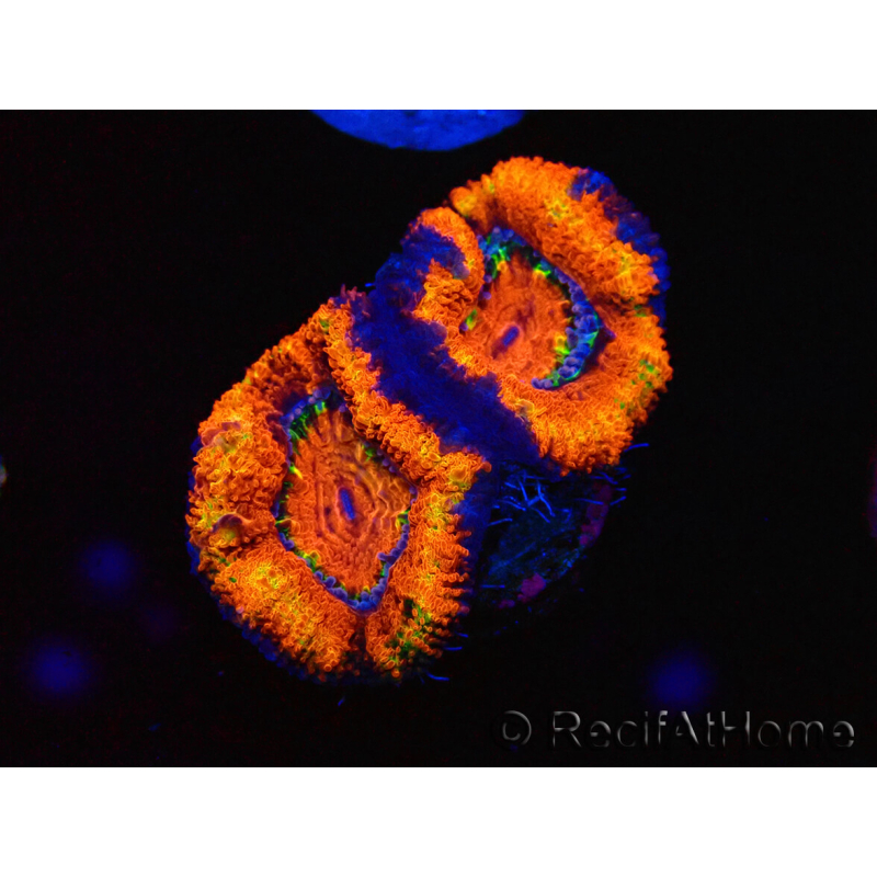 WYSIWYG Micromussa lordhowensis (antes Acanthastrea) 6K