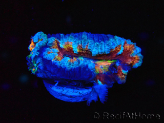 WYSIWYG Micromussa lordhowensis (anteriormente Acanthastrea) 6H1