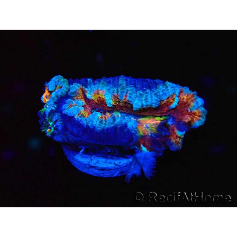 WYSIWYG Micromussa lordhowensis (ehemals Acanthastrea) 6H1