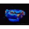 WYSIWYG Micromussa lordhowensis (anteriormente Acanthastrea) 6H1