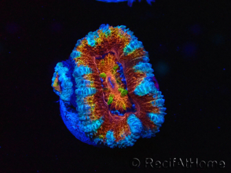 WYSIWYG Micromussa lordhowensis (ex Acanthastrea) 6H2