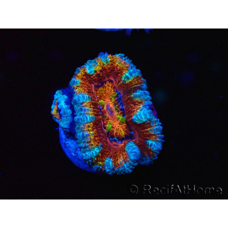 WYSIWYG Micromussa lordhowensis (anteriormente Acanthastrea) 6H2