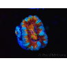 WYSIWYG Micromussa lordhowensis (ex Acanthastrea) 6H2