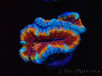 WYSIWYG Micromussa lordhowensis (ehemals Acanthastrea) 6H3