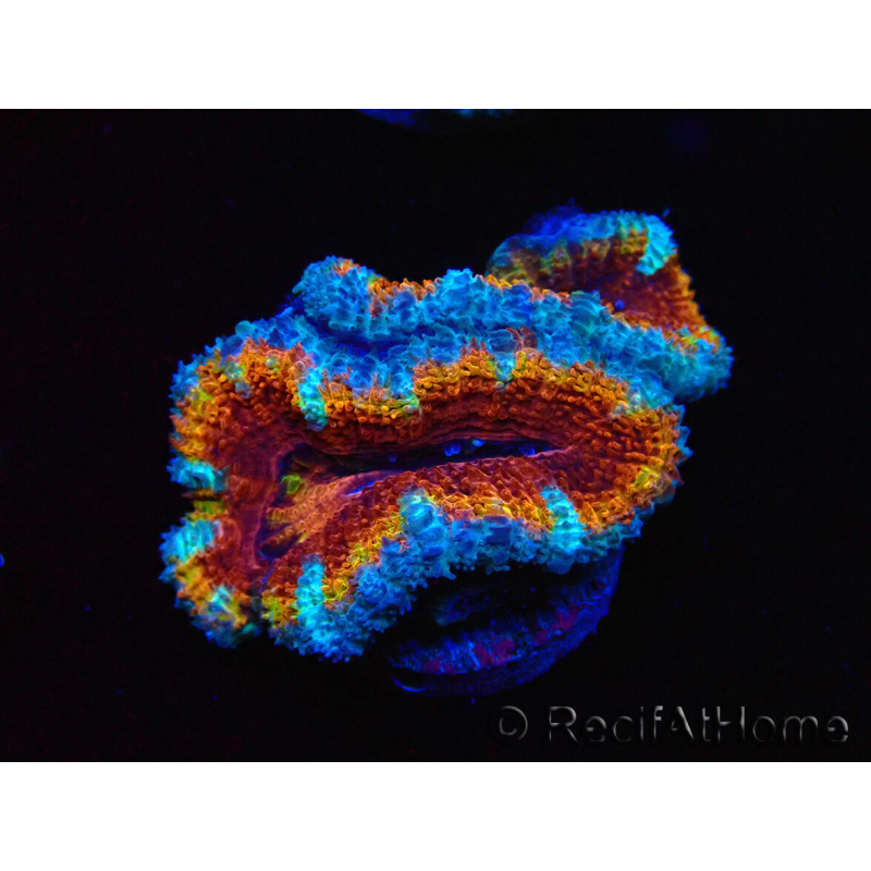 WYSIWYG Micromussa lordhowensis (ex Acanthastrea) 6H3