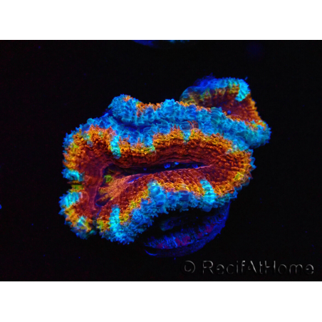 WYSIWYG Micromussa lordhowensis (ex Acanthastrea) 6H3